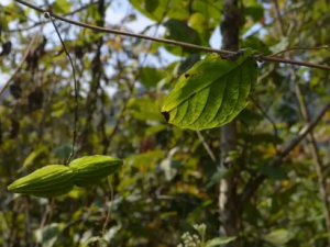 ����ٵĹ�Ч ��������θ�ð