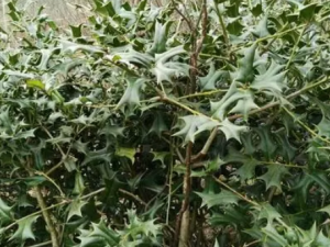 �Ļ����Ĺ�Ч �Ļ������Ƹ�к