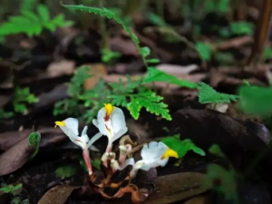 ��ɰ���Ĺ�Ч ��ɰ���δ���