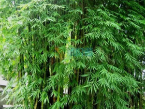 ���񻨵Ĺ�Ч ������������Ѫ