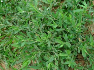 ��Ҷɢ�Ĺ�Ч ��Ҷɢ�����Ӳ�����