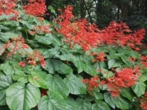 �WͩҶ�Ĺ�Ч �WͩҶ�ε�������