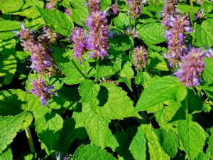 ��޽��Ĺ�Ч ��޽�����λ���