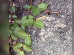 �����ٵĹ�Ч �������γ�����Ѫ