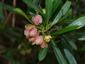 ��ɣ��Ҷ�Ĺ�Ч ��ɣ��Ҷ�μ粿����