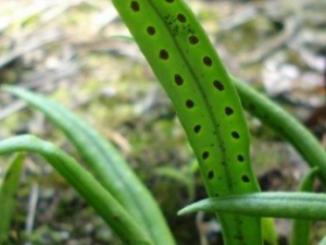 ����Τ�Ĺ�Ч ����Τ���ܲ���Ѫ