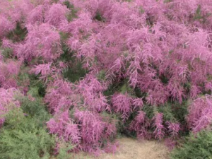 �������Ĺ�Ч ���������з����ȶ�