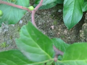 �̰������ٵĹ�Ч �̰����������ڷ�ʪ�Թؽ���