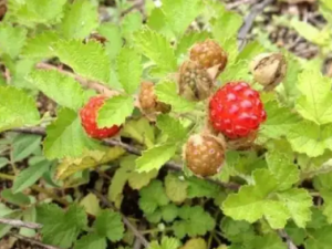 �̲��Ĺ�Ч �̲���������к