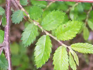 ���ܵĹ�Ч ������Ӹ��