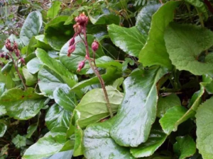 �ļ�ʱ���߲˶�����Щ �ļ����ʱ���߲˵ĺô�