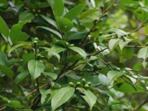 ���͹��Ĺ�Ч ���͹����纮��ð