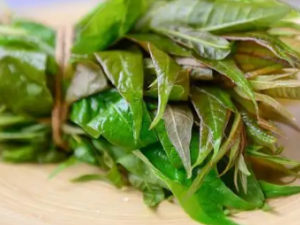 ��Ҷ�Ĺ�Ч ��Ҷ�γ������