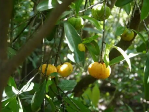 ��ç��������Щ�ô� ç�����Ĺ�Ч