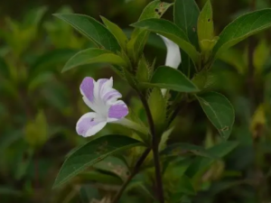 ��Ѫ��Ĺ�Ч ��Ѫ�����ζ���ҧ��