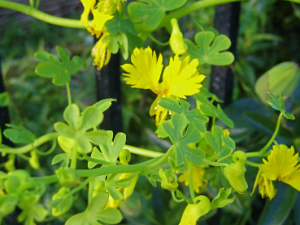 ������Ĺ�Ч ���������η�ʪ��ʹ