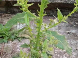 ���ҩ�Ĺ�Ч ���ҩ��Ӹ���׶�