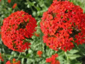 �󻨼����޵Ĺ�Ч �󻨼�������С�㲻��