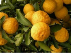 丑橘的功效作用 丑橘可预防高血压和动脉硬化