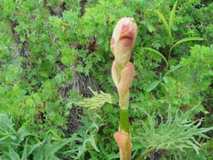 ��ƾ��Ĺ�Ч ��ƾ���ʵ�ȱ���