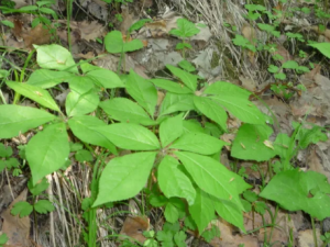 ���ҩ�Ĺ�Ч ���ҩ����ʪ�ؽ�ʹ