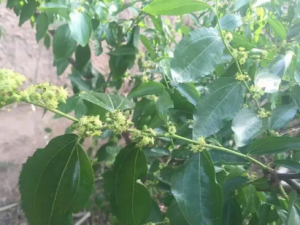 �������Ĺ�Ч �����������˳�Ѫ