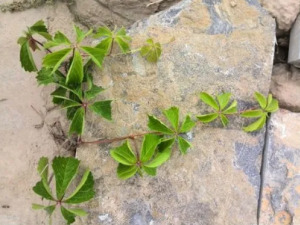 ���ڵĹ�Ч �����η�ʪ��ʹ