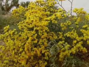 ��Ҷ���ɵĹ�Ч ��Ҷ��������Ѫ��©