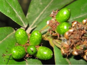 �����ϵĹ�Ч �������ε����׶�