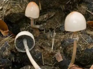 ��ë���Ĺ�Ч ��ë������ʪ��ʹ