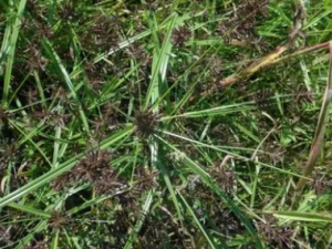 ������ðƵ���������Ԥ��