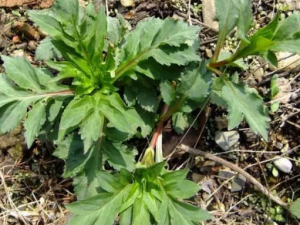 ��������Ұ���ʺ������ڵ�����״��