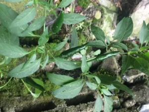 �����Ĺ�Ч ������������ʹ