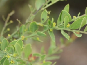 ��̴��Ҷ�Ĺ�Ч ��̴��Ҷ��Ӹ��