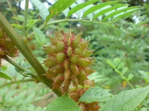 �ʲ��ҵĹ�Ч �ʲ�������������ʹ