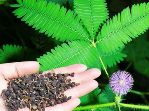 ����Ҷ�Ĺ�Ч ����Ҷ���ν�˿���