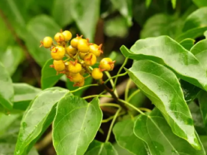 �����ٵĹ�Ч �������ζ���ҧ��