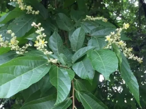 �����ٵĹ�Ч ��������Ӹ�״���