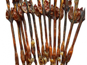 ��ţ��ʳ�÷�������Щ  ��ţ�޵�����