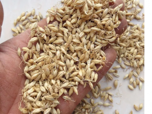 ����ѿ��Ч������ ����ѿ���ʳ��