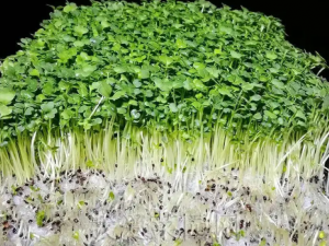 �������ѿ���߲˿�����