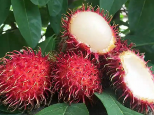 ë��֦����Щ��Ч ��ë��֦�ĺô�