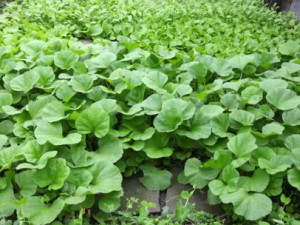 �����˵Ĺ�Ч �����˵�����