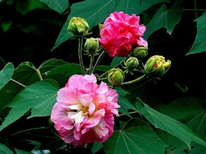 ܽ�ص��Ĺ�Ч ܽ�ص�����������