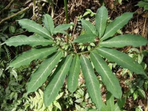 �������Ĺ�Ч �����������಻ֹ