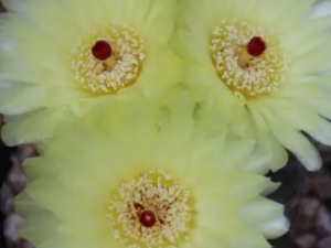 ������Ĺ�Ч ��������С������