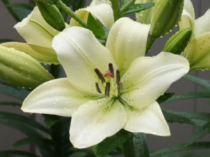 ��ô���԰ٺϸ�����  Ů�Գ԰ٺ�����Щ�ô�