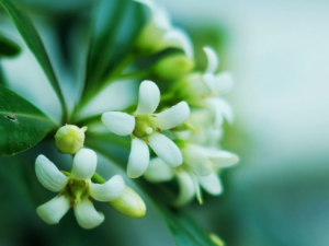 ��ͩ���Ĺ�Ч ��ͩ�����ü�ˮϴ�괯