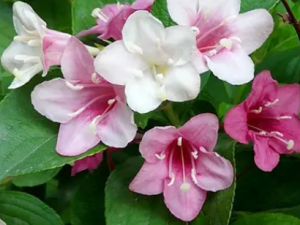 ���ɻ��Ĺ�Ч ���ɻ������ȿ���