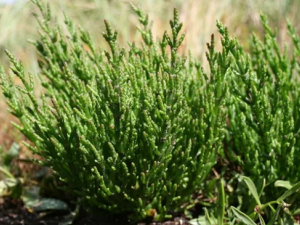 �����ӵĹ�Ч ����������Ѫѹ